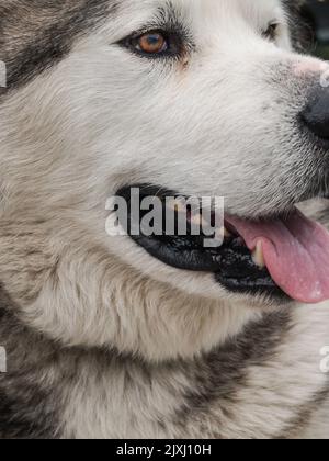 Portrait des malamutanischen Hundes Alaskan mit offenem Mund und ausgestreckter Zunge in Nahaufnahme. Stockfoto