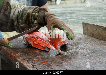 Fischer gut ein sauberer Lachs, fotografiert in Alaska, USA Stockfoto