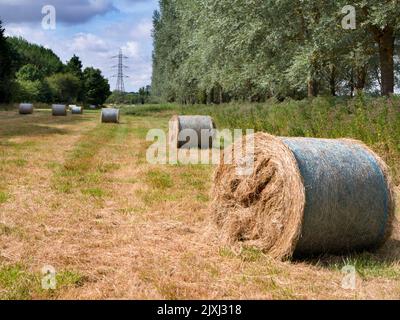 Ich liebe Strommasten; ihre abstrakten, vergilbten Formen finde ich unendlich faszinierend. Hier sehen wir eine in einem Kornfeld außerhalb von Radley Village, nur weiter oben Stockfoto