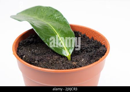 In einem Topf mit Erde gepflanzt, die Stecklinge der Zimmerpflanze Jasmin steplanotis. Stockfoto