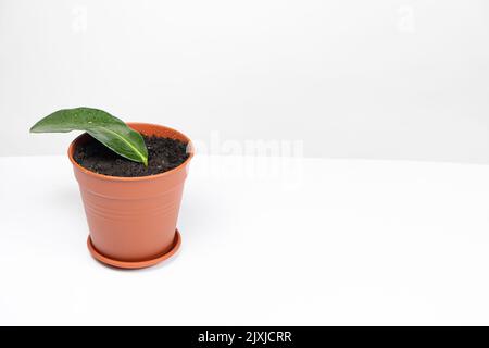 In einem Topf mit Erde gepflanzt, die Stecklinge der Zimmerpflanze Jasmin steplanotis. Stockfoto