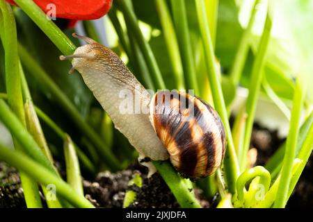 Die Schnecke Helix pomatia kriecht im Freien am Stiel einer Blume entlang. Stockfoto