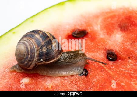 Die große Schnecke Helix pomatia kriecht auf einer Wassermelone und trinkt Wassermelonensaft Stockfoto