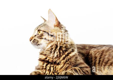 Schöne heimische graue Katze mit gelben Augen auf weißem Hintergrund. Tier posiert für einen Fotografen Stockfoto