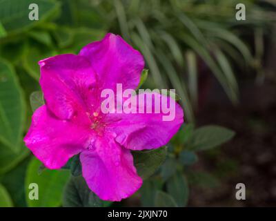 Nahaufnahme von Pink Azalea Blume in voller Blüte mit Wassertropfen auf den Blütenblättern. Stockfoto