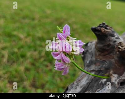 Rati Gunja Gunchi Ayurveda-Medizin Blumen Pflanze Stockfoto