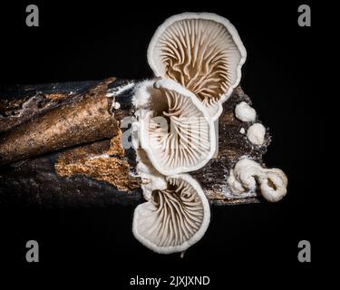 Eine Austernpilze auf schwarzem Hintergrund isoliert Stockfoto