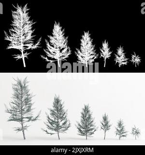 3D Illustration des Satzes Cedrus atlantica glauca fastigiata Baum isoliert auf weiß und seine Maske Stockfoto