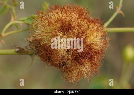 Detaillierte Nahaufnahme einer Rose bedeguar Gall eine Wachstumsdeformation, die durch eine Wespe, Diplolepis rosae, verursacht wird Stockfoto