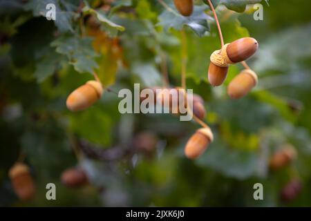Eicheln hängen im Herbst an einem Ast. Stockfoto