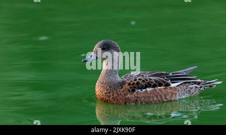 Amerikanische Entenweibchen schwimmt sanft über den städtischen Teich im Fort Lowell Park in Tucson, Arizona, USA Stockfoto