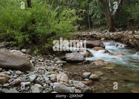 Das wunderschöne fließende Bachwasser ist die natürliche Ruhe in den Chiricahua Bergen des Cave Creek Canyon in Portal, Arizona, USA Stockfoto