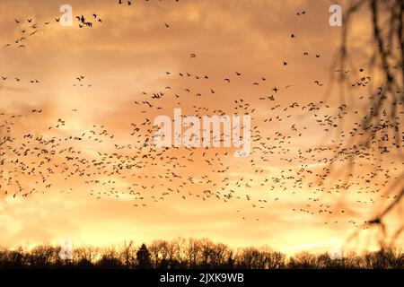 Der goldene Sonnenaufgang zeigt wirbelnde, fliegende Schwärme von Schneegänsen im Loess Bluff National Wildlife Refuge in Missouri, USA Stockfoto