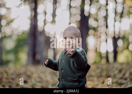 Porträt eines niedlichen kleinen Jungen mit gestricktem Hoodie im nautre Herbstkonzept. Stockfoto