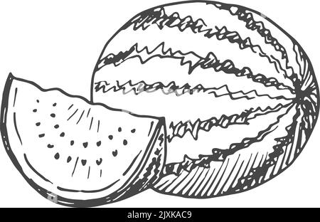 Wassermelone-Skizze. Ganz und Slice. Sommerliche Gravur Stock Vektor