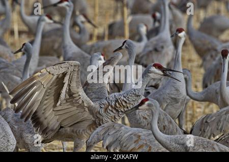 Sandhill-Kran öffnet Flügel, lehnt sich nach vorne, öffnet den Schnabel, und quackelt laut in New Mexico strömen auf Land- und ressourcenverwaltetes Bernardo-Wasservogelmanagement Stockfoto