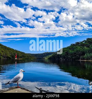 Eine Möwe, die auf dem Pier am Bergsee unter einem wunderschönen blau-bewölkten Himmel steht Stockfoto