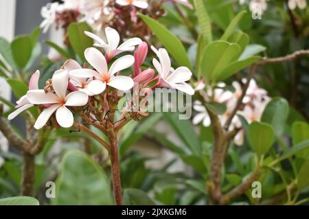 Ein selektives Fokusbild von hellrosa Blüten, die Red Frangipani im Garten in Indien genannt werden. Wissenschaftlicher Name ist Plumeria Rubra Stockfoto