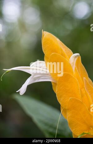 Nahaufnahme von goldenen Garnelen, Pachystachys lutea, Makroansicht von leuchtend gelben Hochblüten mit weißen Flügeln, bekannt als goldene Kerze oder Lollypop-Pflanze Stockfoto