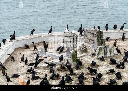 Ein Ufer mit vielen schwarzen Austernfängern (Haematopus bachmani) Stockfoto