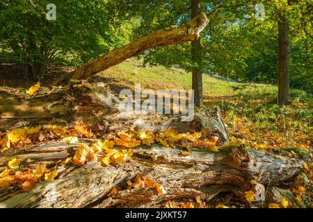 Gefallener Baum mit Herbstblättern im Wald Stockfoto