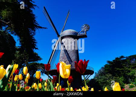 Ein schöner Hof mit bunten Tulpenblumen und einer alten holländischen Windmühle Stockfoto