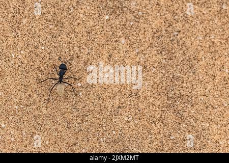 Namibia, große Ameise beim Wandern in der Namib-Wüste, Sandhintergrund Stockfoto