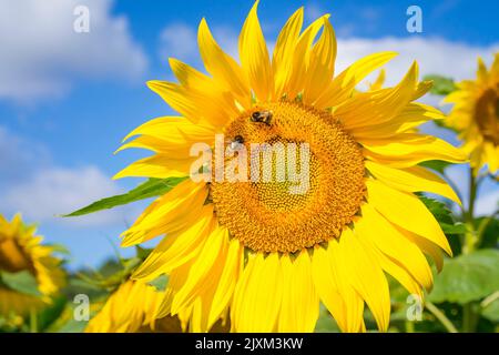 Vorderansicht Nahaufnahme Sonnenblumenkopf in einem Feld von Sonnenblumen und einem blauen Himmel Hintergrund. Zwei Bienen sitzen auf der Blume. Stockfoto