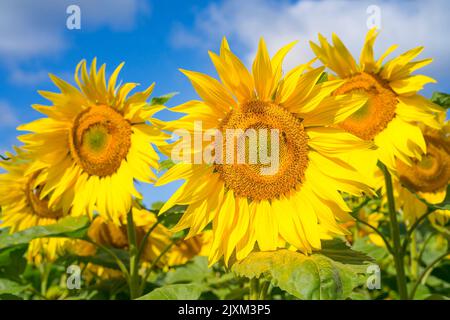 Nahaufnahme von gewöhnlichen Sonnenblumenköpfen, die im Freien in der Sonne im britischen Sonnenblumenfeld wachsen, mit blauem Hintergrund. Stockfoto