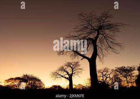 Sonnenuntergangssilhouetten Baobabs am Ufer des Great Ruaha River. Diese uralten Riesen zwergen die meisten anderen Bäume, die entlang des Flussufers wachsen Stockfoto