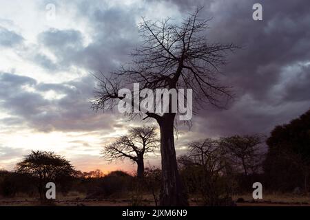 Sonnenuntergangssilhouetten Baobabs am Ufer des Great Ruaha River. Diese uralten Riesen zwergen die meisten anderen Bäume, die entlang des Flussufers wachsen Stockfoto