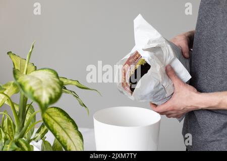 Mans Hände eintopfende Dieffenbachia Pflanze. Erde in Blumentopf legen. Stockfoto