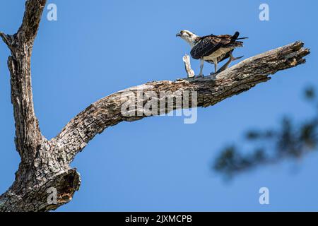 Fischadler (Pandion haliaetus), der einen kürzlich gefangenen Fisch im Cradle Creek Preserve in Jacksonville Beach, Florida, umklammert. (USA) Stockfoto