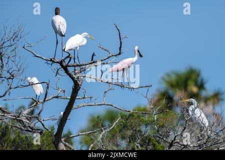 Silberreiher, ein Rosenkohl und ein Waldstorch teilen sich die Zweige eines toten Baumes im Fort Mose Historical State Park in St. Augustine, Florida. Stockfoto