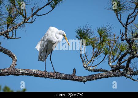 Silberreiher (Ardea alba), der am Zweig einer Kiefer im Fort Mose Historic State Park in St. Augustine, Florida, thront. (USA) Stockfoto