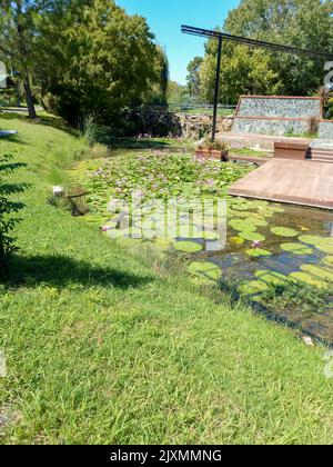 Escobar, Argentinien - 12. März 2022: Schwimmende Pflanzen im Blumenausstellungspark. Natur, Grün, Gras, Pflanzen, Bäume Stockfoto