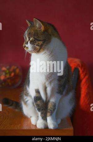 Tabby Katze Stockfoto