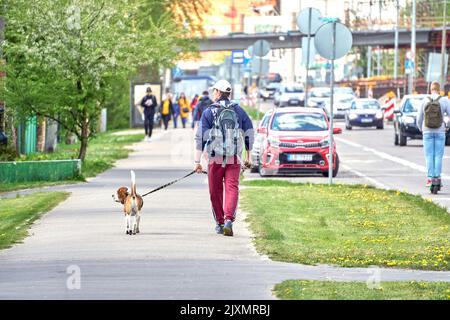 RIGA, LETTLAND - 13. MAI 2022: Ein Mann in roten Hosen und mit Rucksack zu Fuß seinen Hund auf dem Bürgersteig in der Straße der Stadt. Blick von hinten. Stockfoto