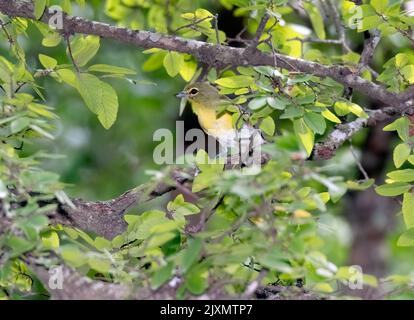 Eine Nahaufnahme einer nördlichen Parula, Setophaga americana, die auf einem Ast thront. Stockfoto