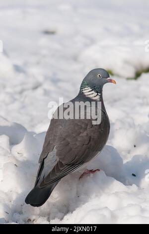 Eine Nahaufnahme einer Taube, die an einem sonnigen Tag auf dem Schnee steht Stockfoto