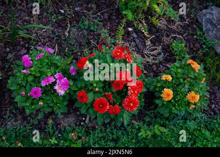 Dahlien, die im Garten gepflanzt wurden. Auswahl an Dahlien, Rot, Pink und Gelb an Blumenrändern. Um sie herum gibt es Katzenminze, nepeta, salvea, C. Stockfoto