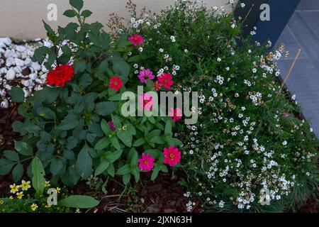 Schönes farbenfrohes Foto von Dahlia, Zinnia s und Yarrow Achillea ptarmica mit Bidens aurea Sherff Aiton davor. Grenzen mit Mulchen Mulchen mit pi Stockfoto