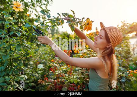 Gärtner schneidet im Sommergarten bei Sonnenuntergang den Stamm der gelben Rose mit dem Vorschneider. Junge Frau pflückt frische Blüten für Blumenarrangements Stockfoto