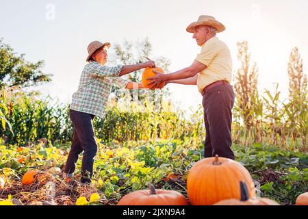 Die Bäuerin gibt Kürzen an den Mann weiter. Ein Familienpaar älterer Gärtner pflücken bei Sonnenuntergang im Herbstfeld Kürbisse. Arbeiter ernten frisches Bio-Gemüse Stockfoto