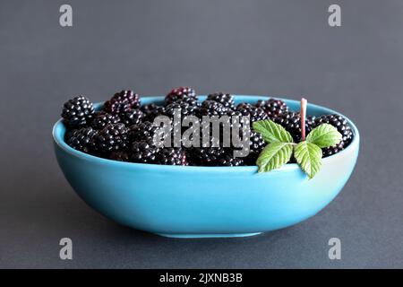 Eine Keramikschale aus frisch gepflückten, wilden Brombeeren, Rubus fruticosus. Auf den saftig schwarzen Früchten des ländlichen Raums wurde ein Brambleaf präsentiert Stockfoto