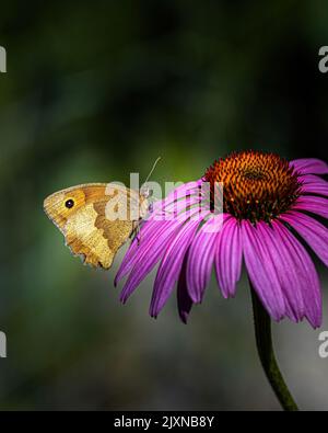 Eine Nahaufnahme eines Pieris rapae-Schmetterlings auf einer Gänseblümchen-Blume Stockfoto