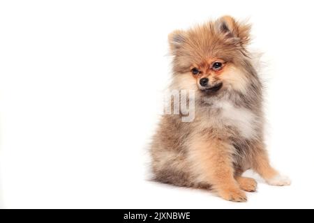 Pommersche spitz-Welpe. Porträt eines sitzenden pommerschen spitzes isoliert auf Weiß. Kleiner roter Hund, der auf einem weißen Tisch sitzt und auf weißem Hintergrund isoliert ist Stockfoto