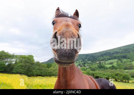 Nahaufnahme eines freundlichen, neugierigen Pferdes in offener Landschaft. Das Bild zeigt das Kastanienpferd, direkt in die Kamera schauend. Wales, Großbritannien Stockfoto