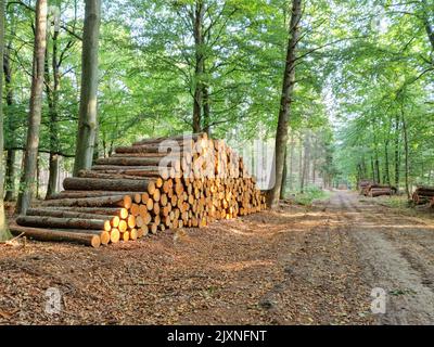 Waldlandschaft mit gestapelten Nadelbaumstämmen aus nachhaltig bewirtschafteten niederländischen Wäldern in der Provinz Drenthe mit Stammquerschnitt Stockfoto