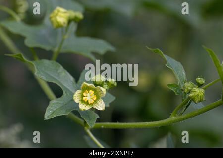 Black Bryony (Dioscorea communis) Norwich UK GB Juli 2022 Stockfoto